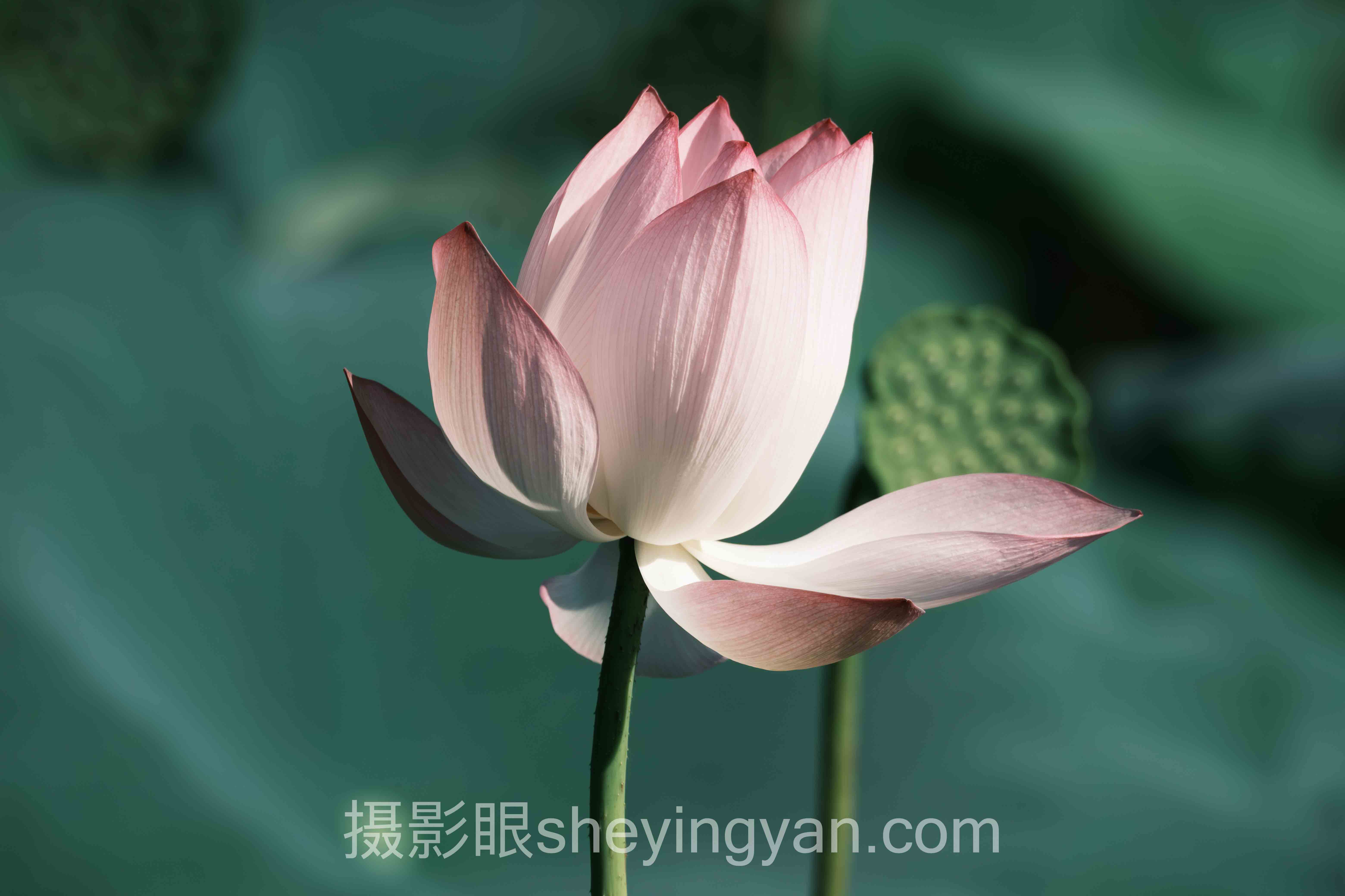 儿童摄影打分怎么做？3个案例告诉你答案