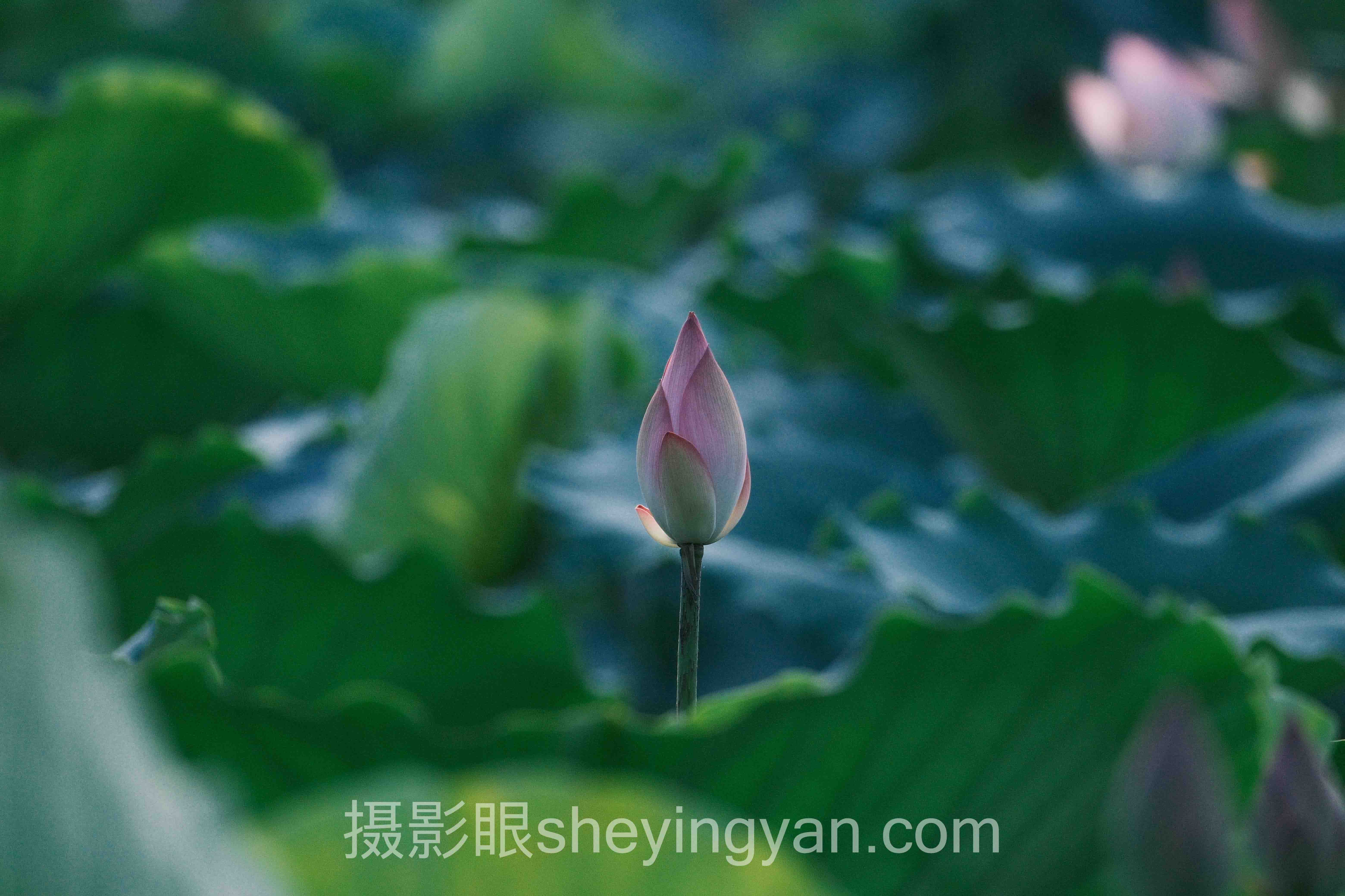 摄影点评培训课程真的能帮你少走3年弯路吗？