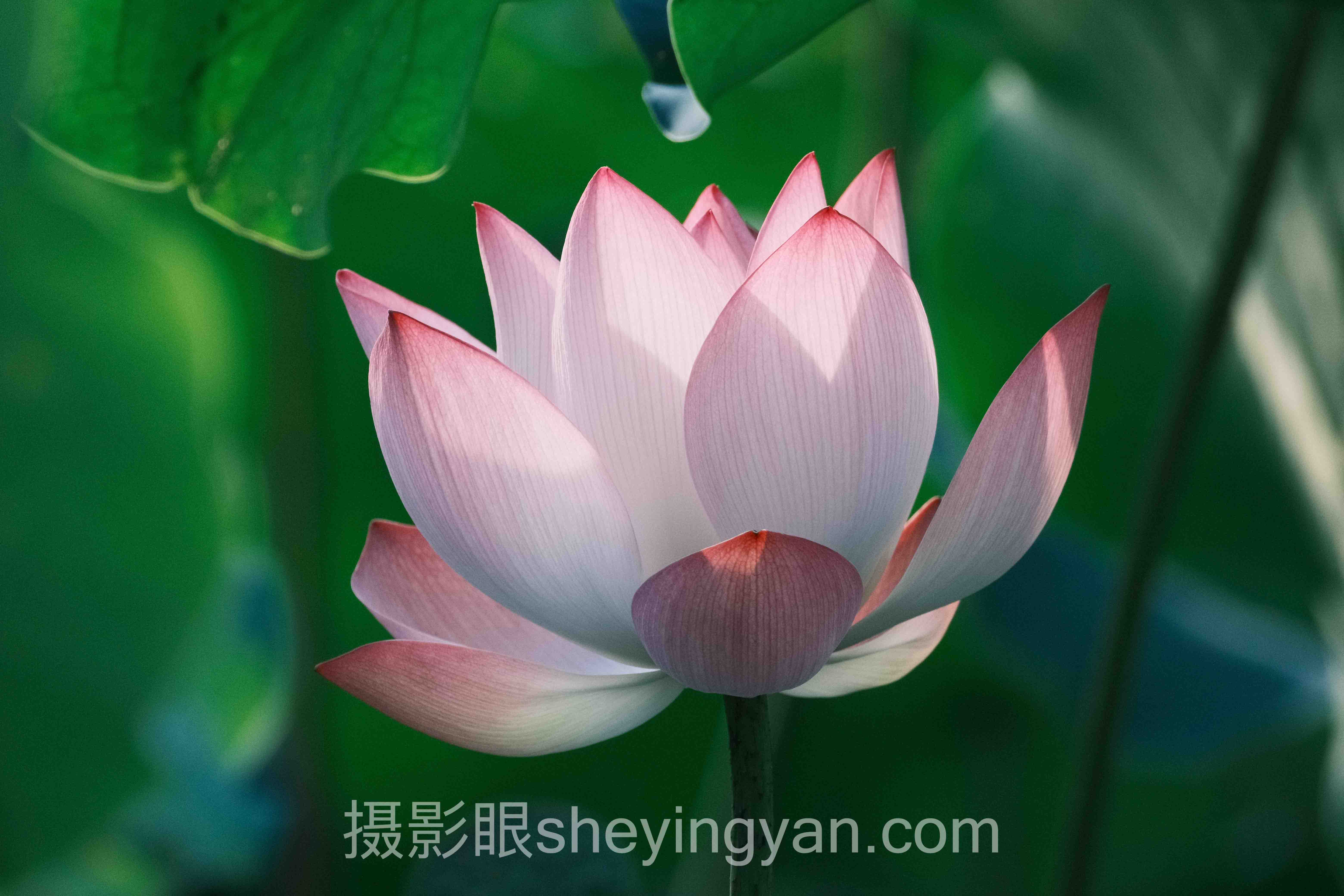 5分构图和7分构图的区别怎么做？3个案例告诉你答案