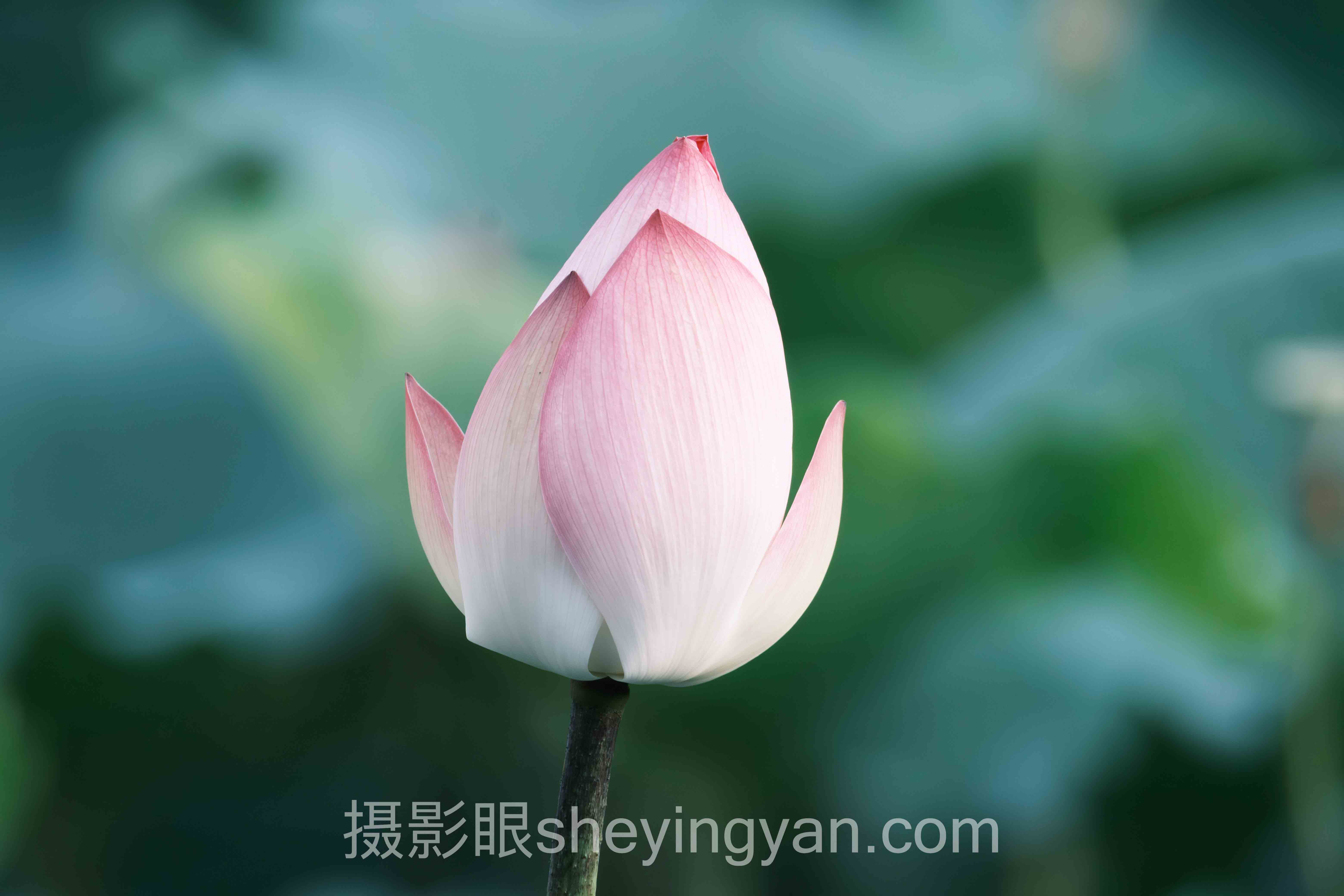 摄影眼平台VR完整指南：从入门到精通的5个步骤