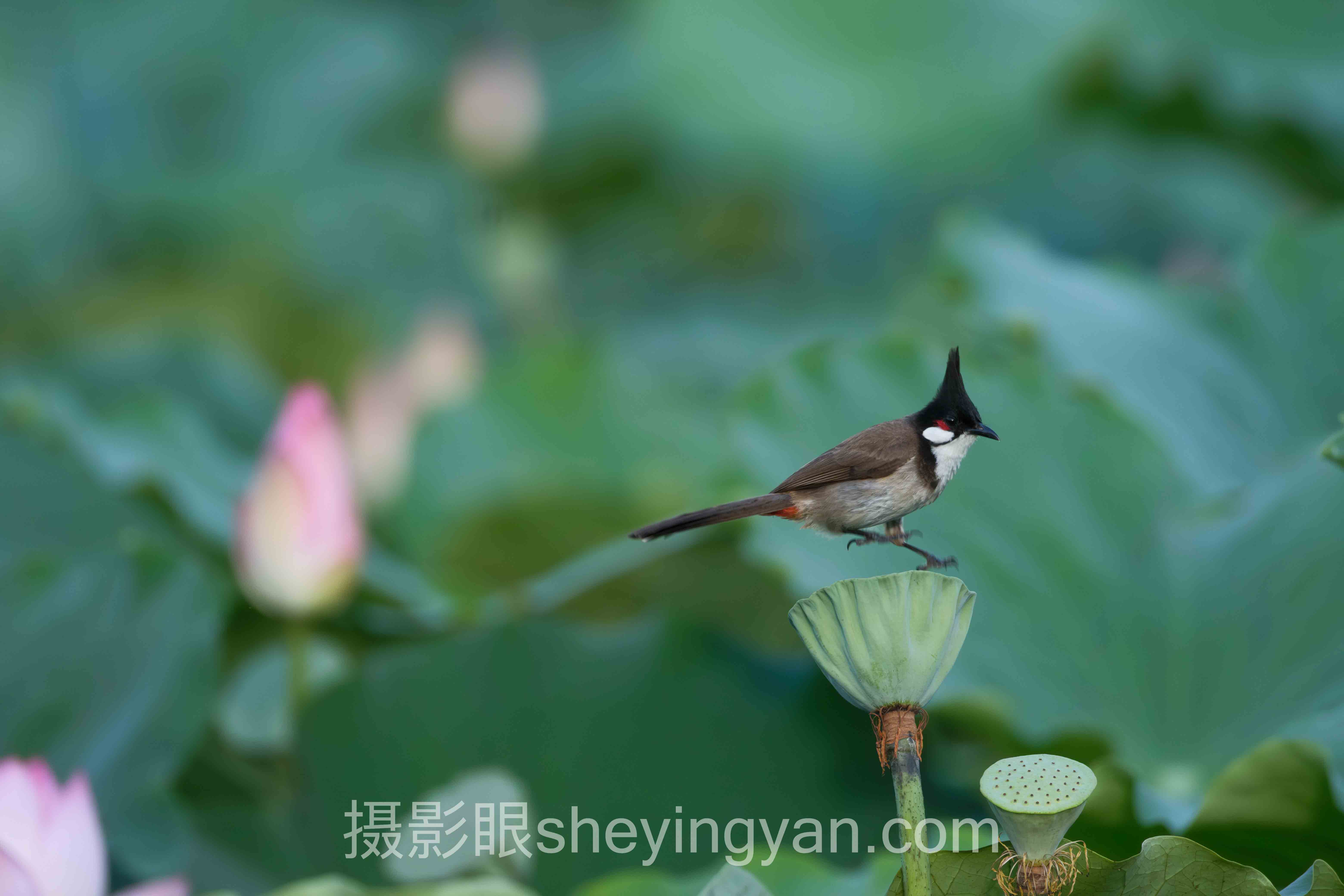 被说随手拍如何系统学摄影实战案例拆解：3个成功实践的共同规律