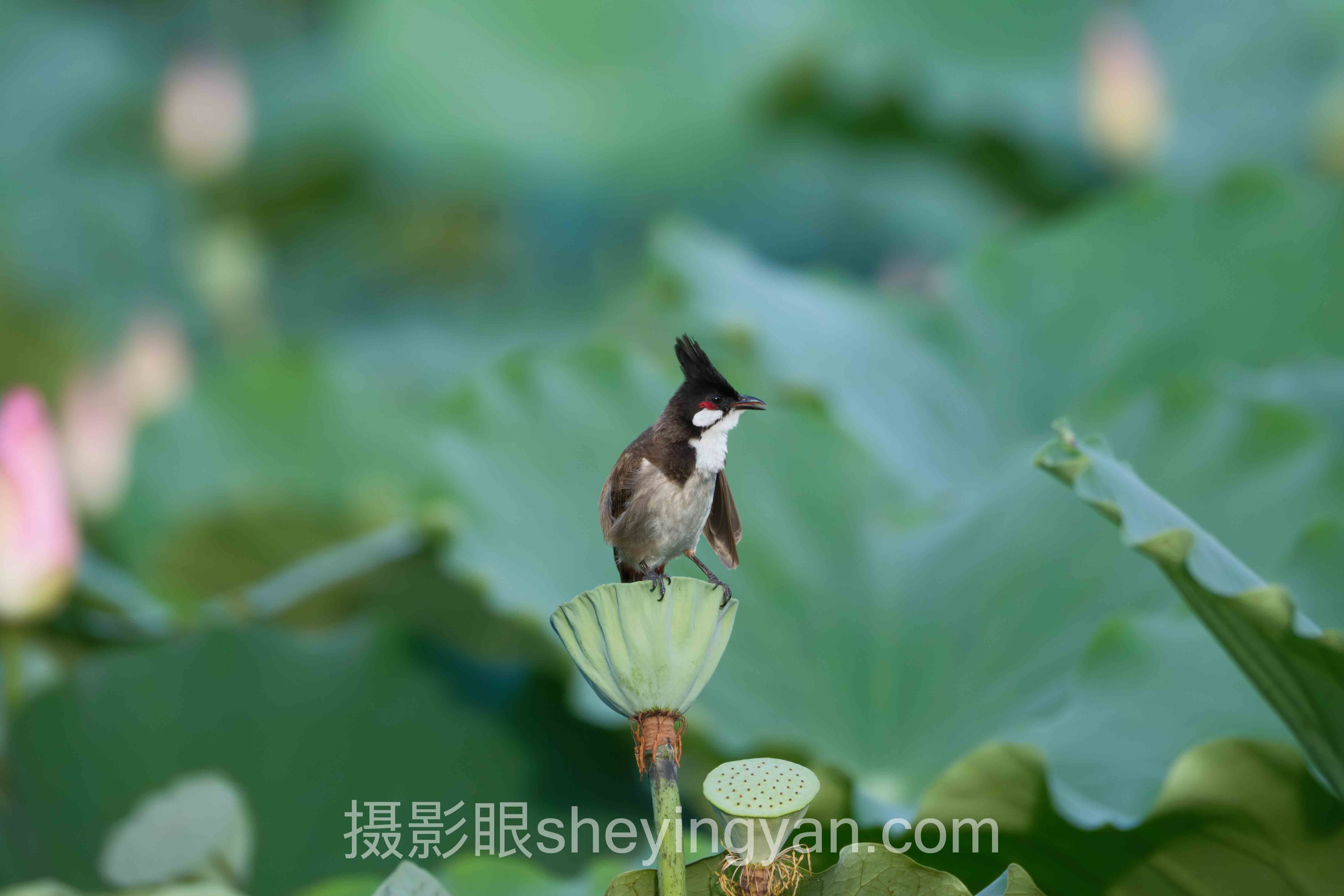 照片点评与AI照片评分十人谈：多位专家的核心观点汇总