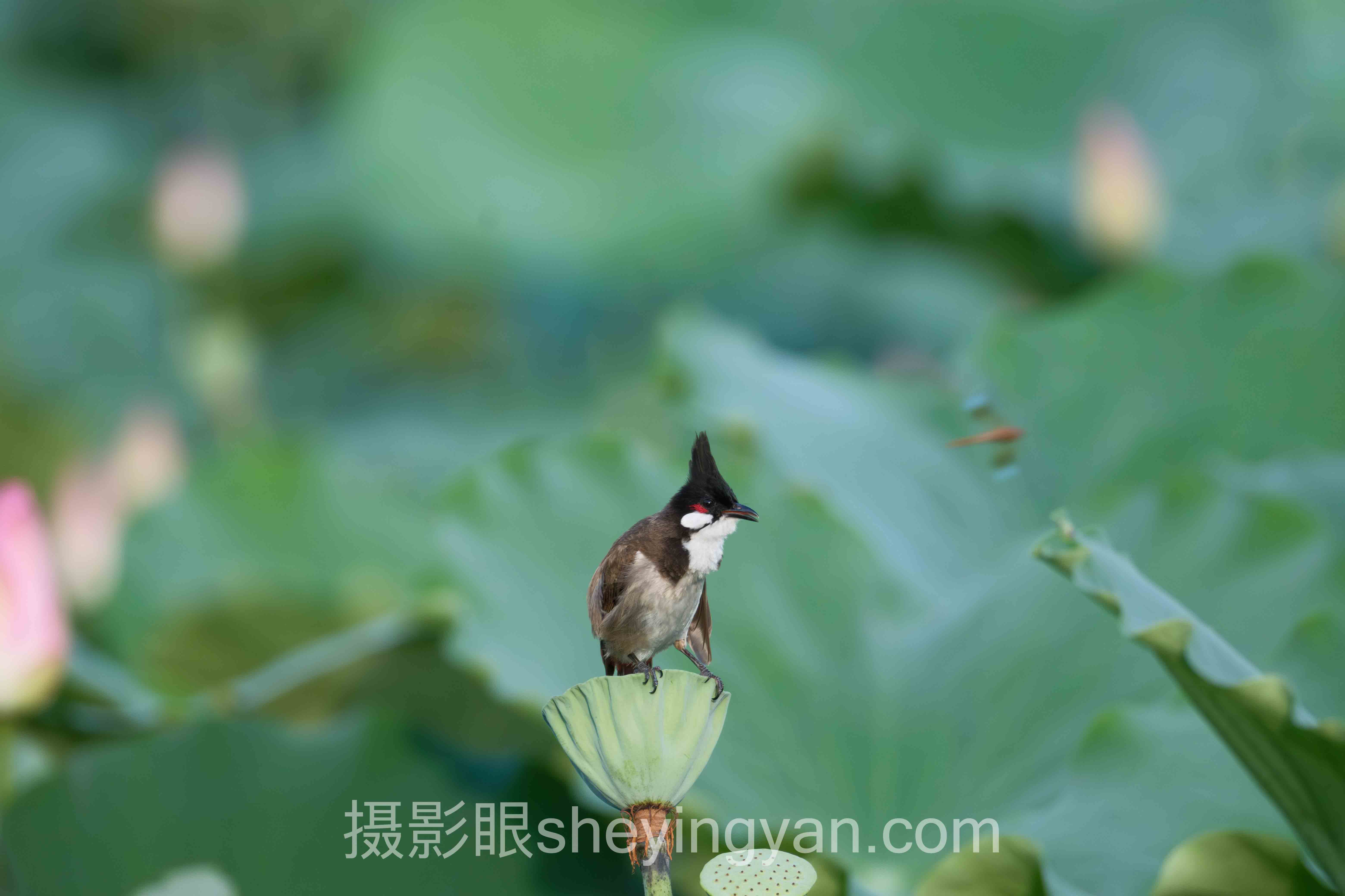 关于照片点评与AI照片评分的8个关键问题，一次说清