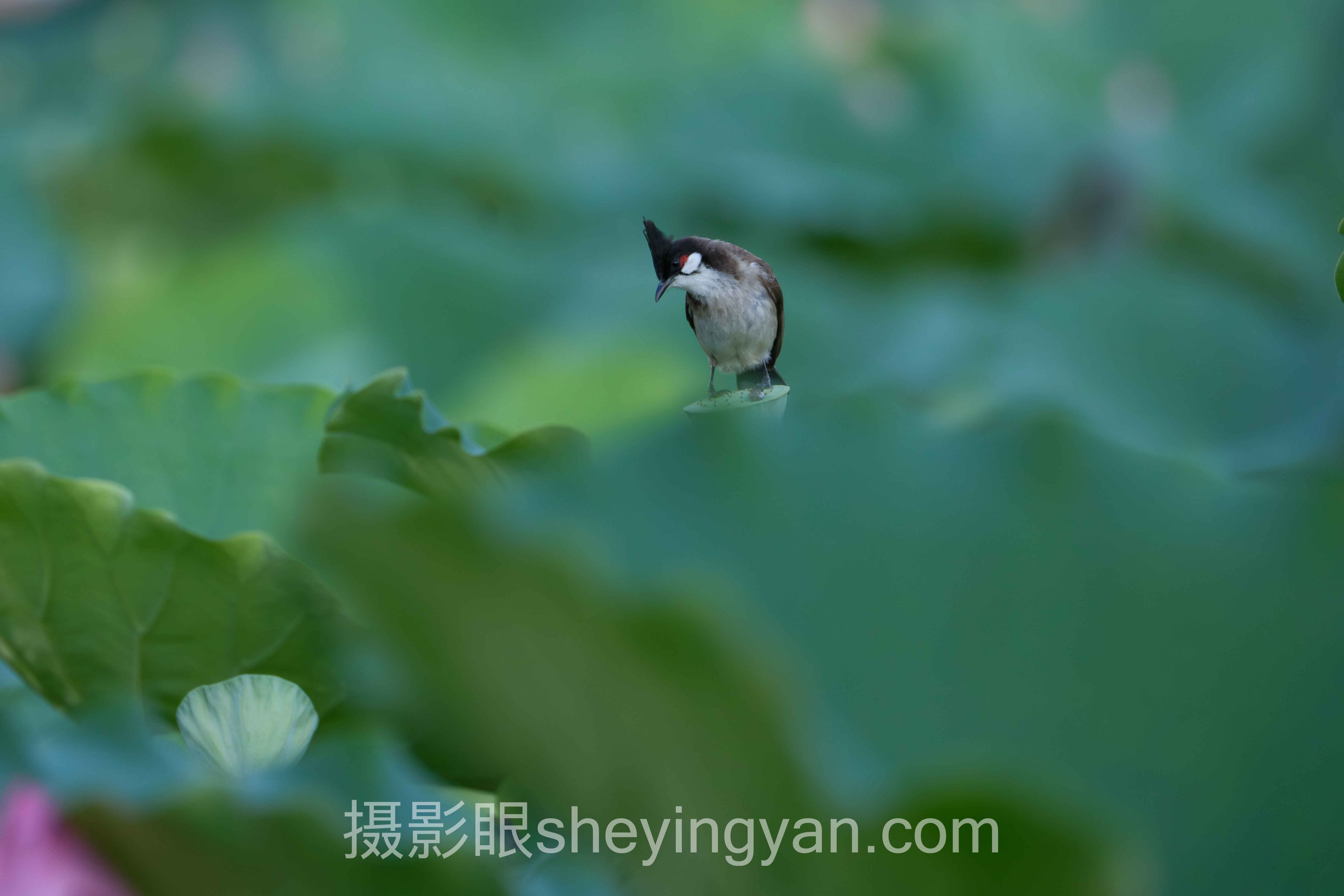 摄影眼提升技巧摄影突飞猛进全景解读：问题根源与破局之道