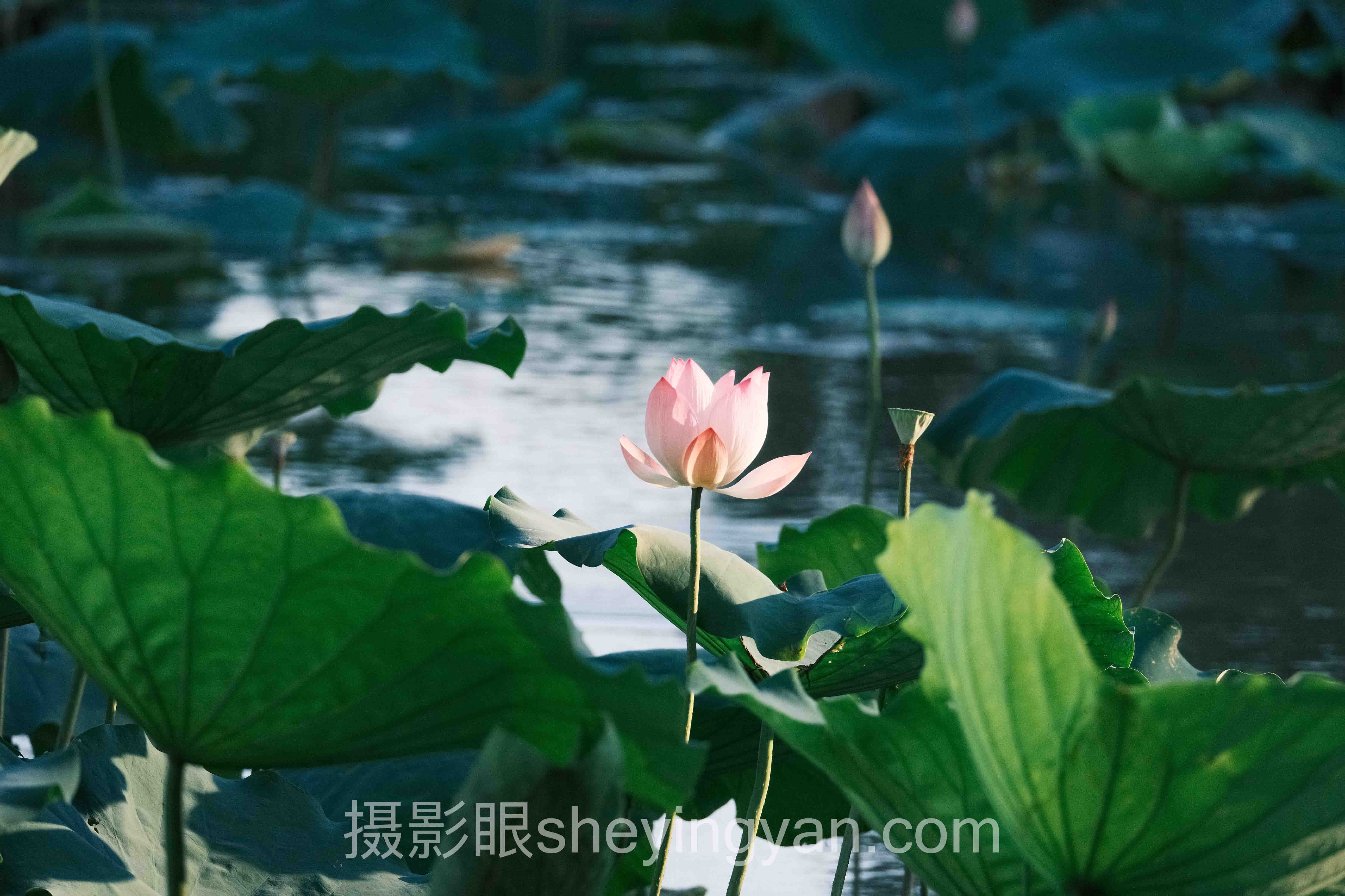 摄影眼平台手机摄影