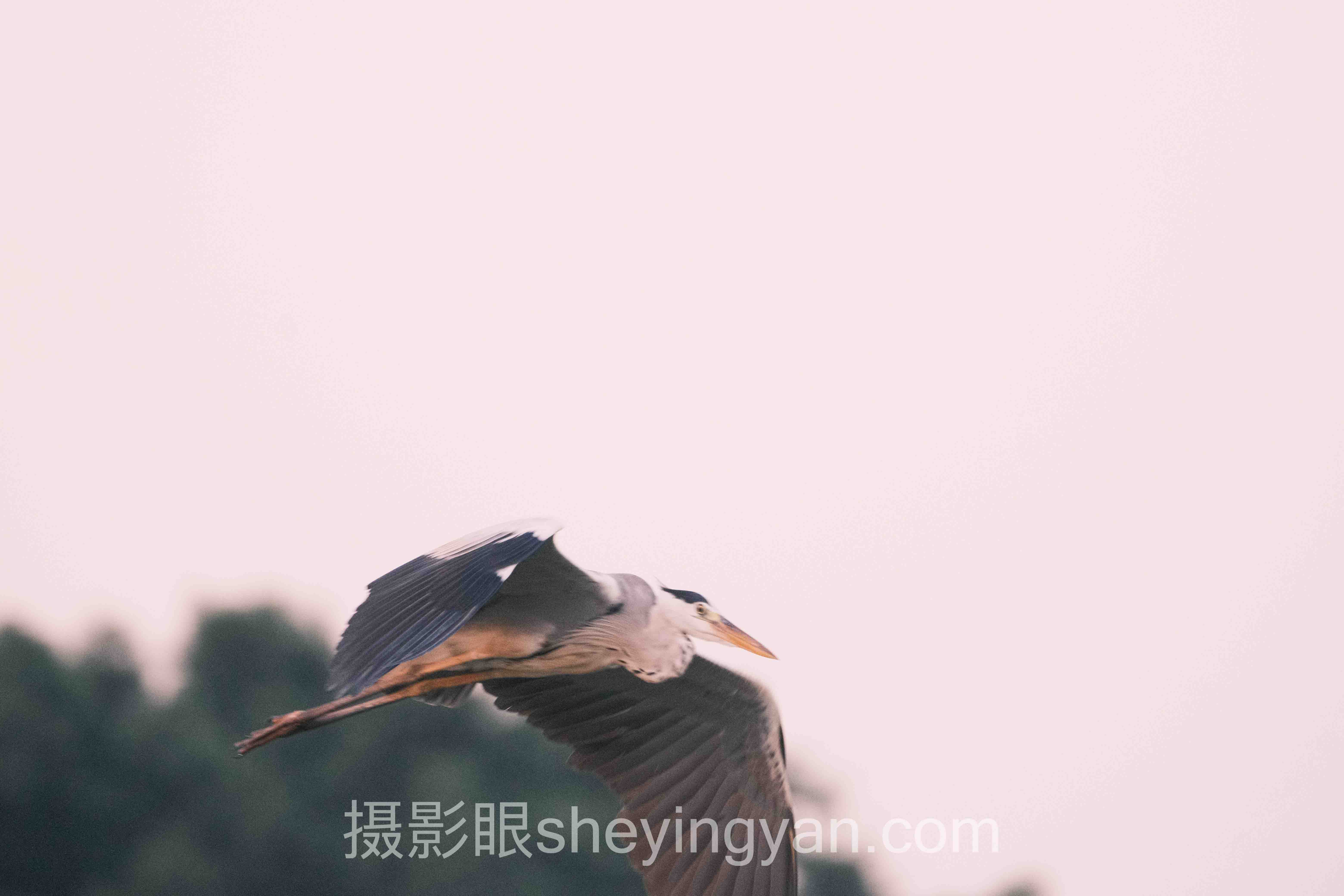 专家深度解读：照片选片要注意什么的机遇与挑战