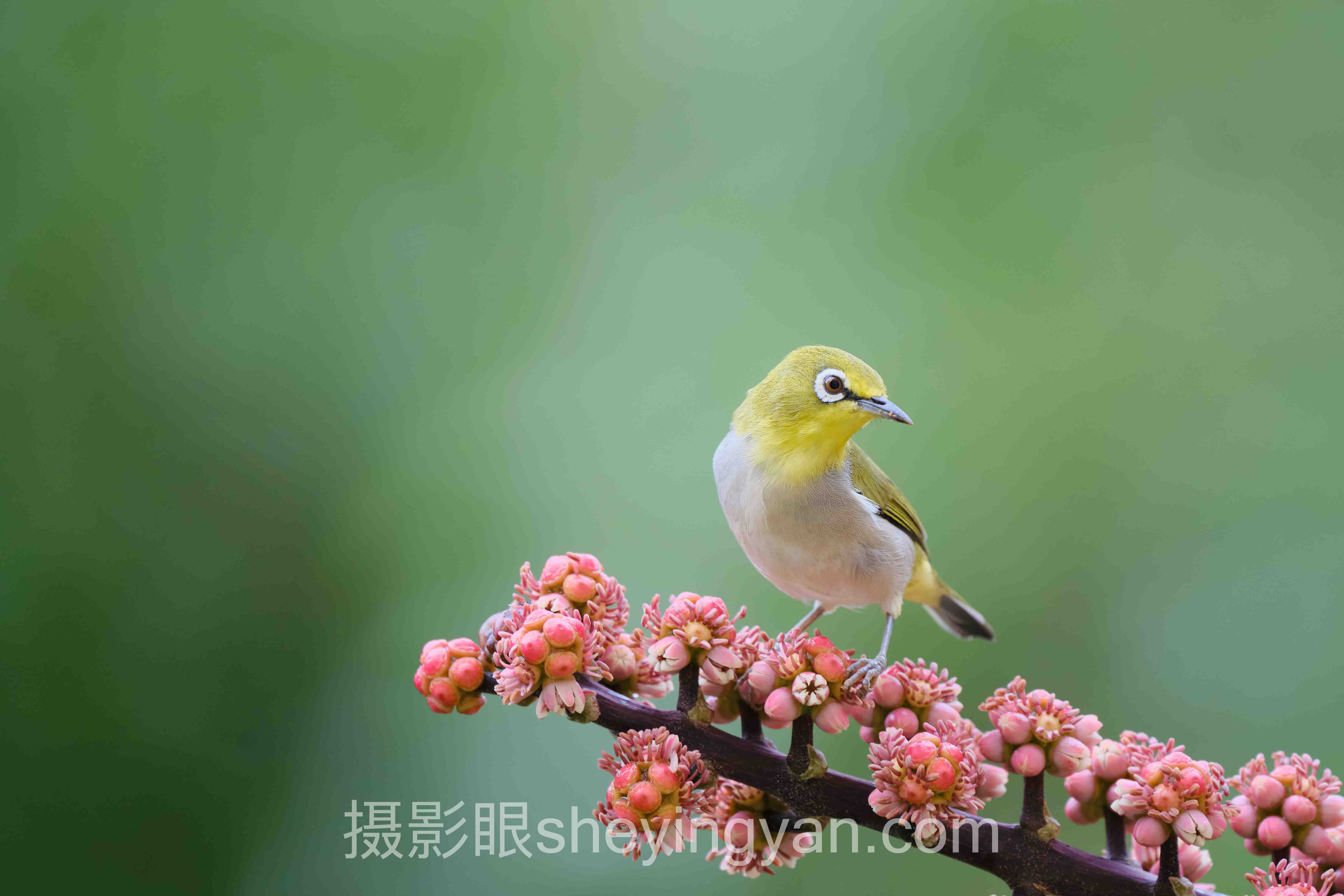 摄影眼平台大长腿