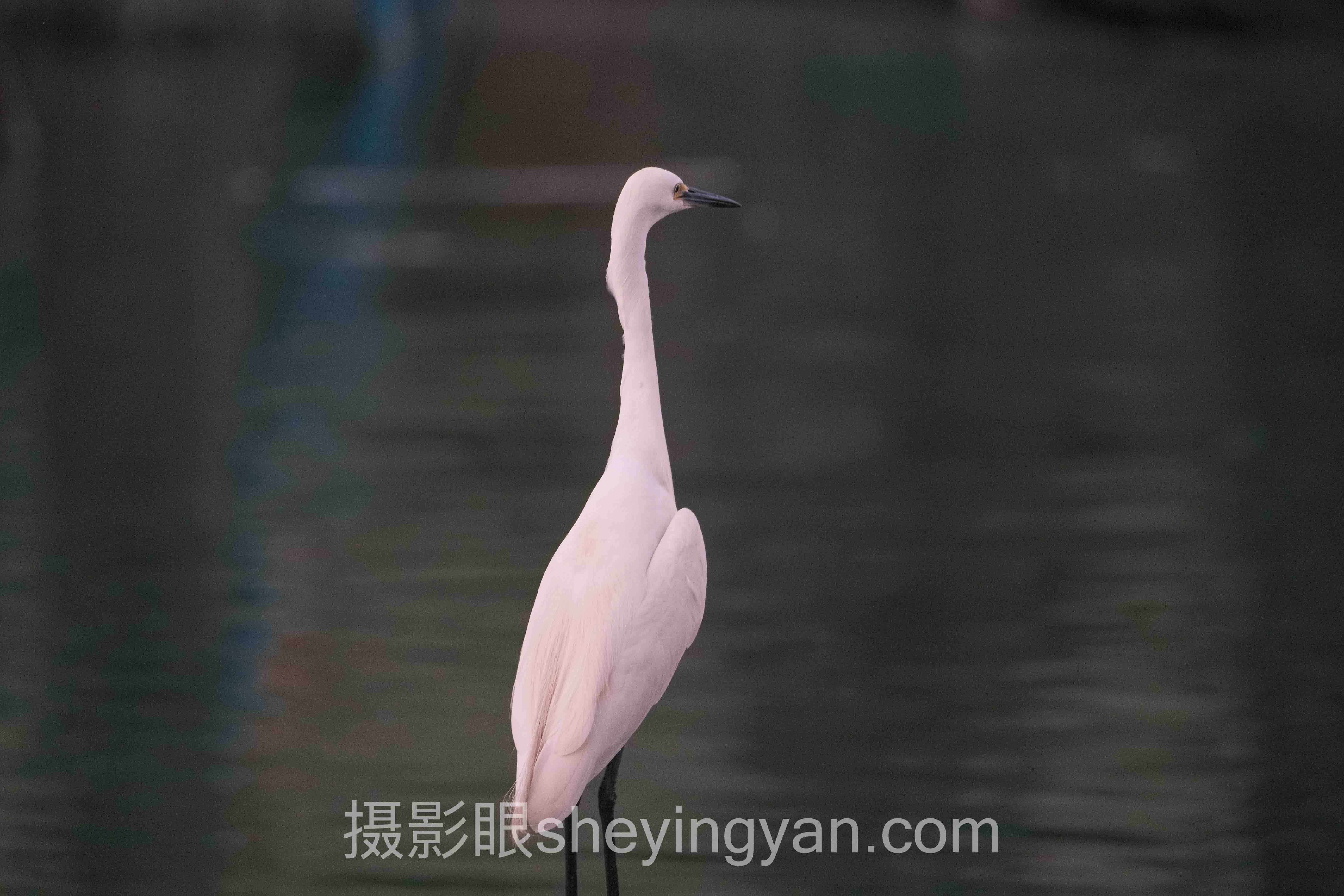 摄影眼为什么搜不到?深度分析:现状、挑战与未来趋势