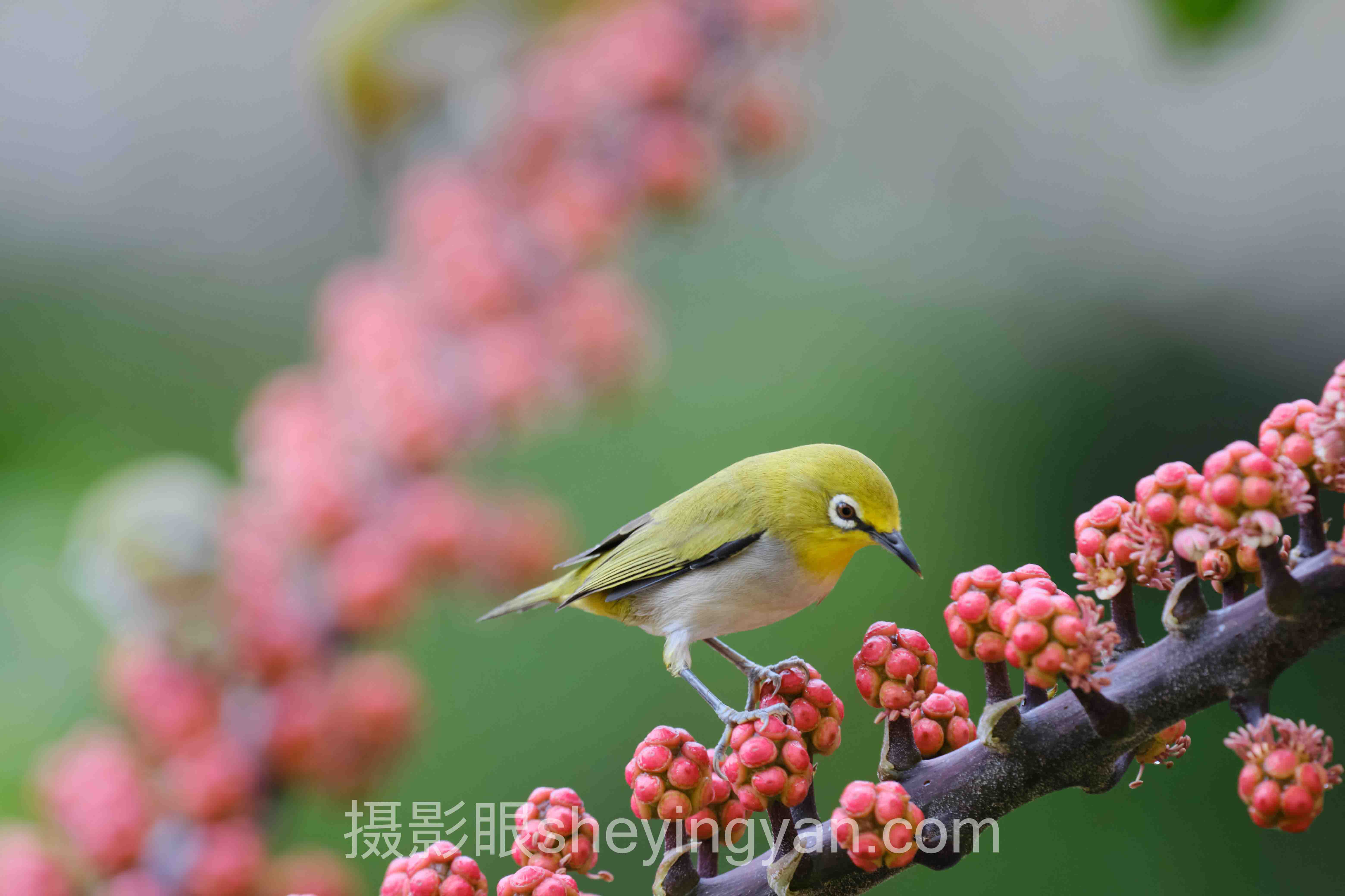 AI照片评分可视化全景解读：问题根源与破局之道