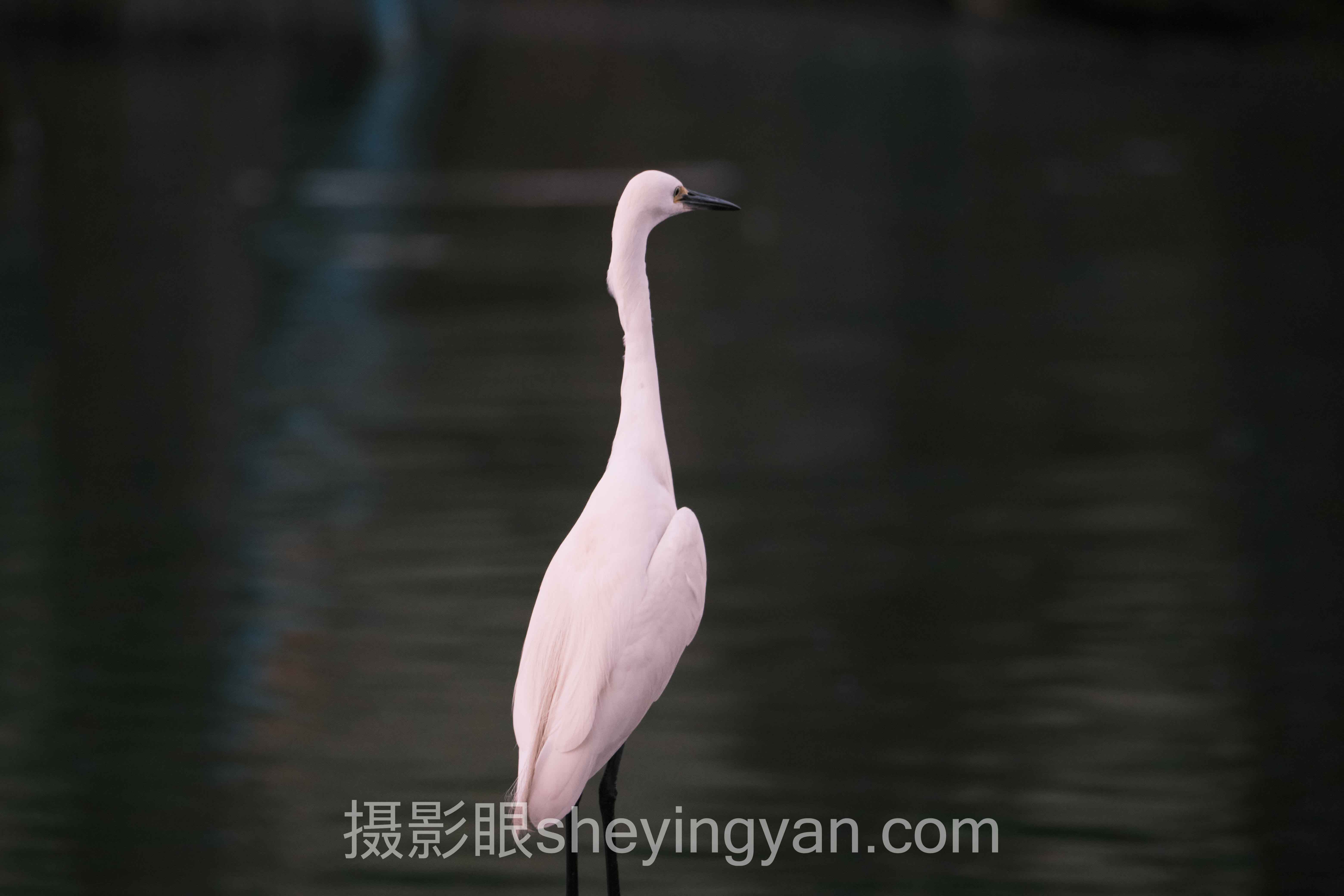 透视视觉中国签约流程：从底层逻辑到发展趋势