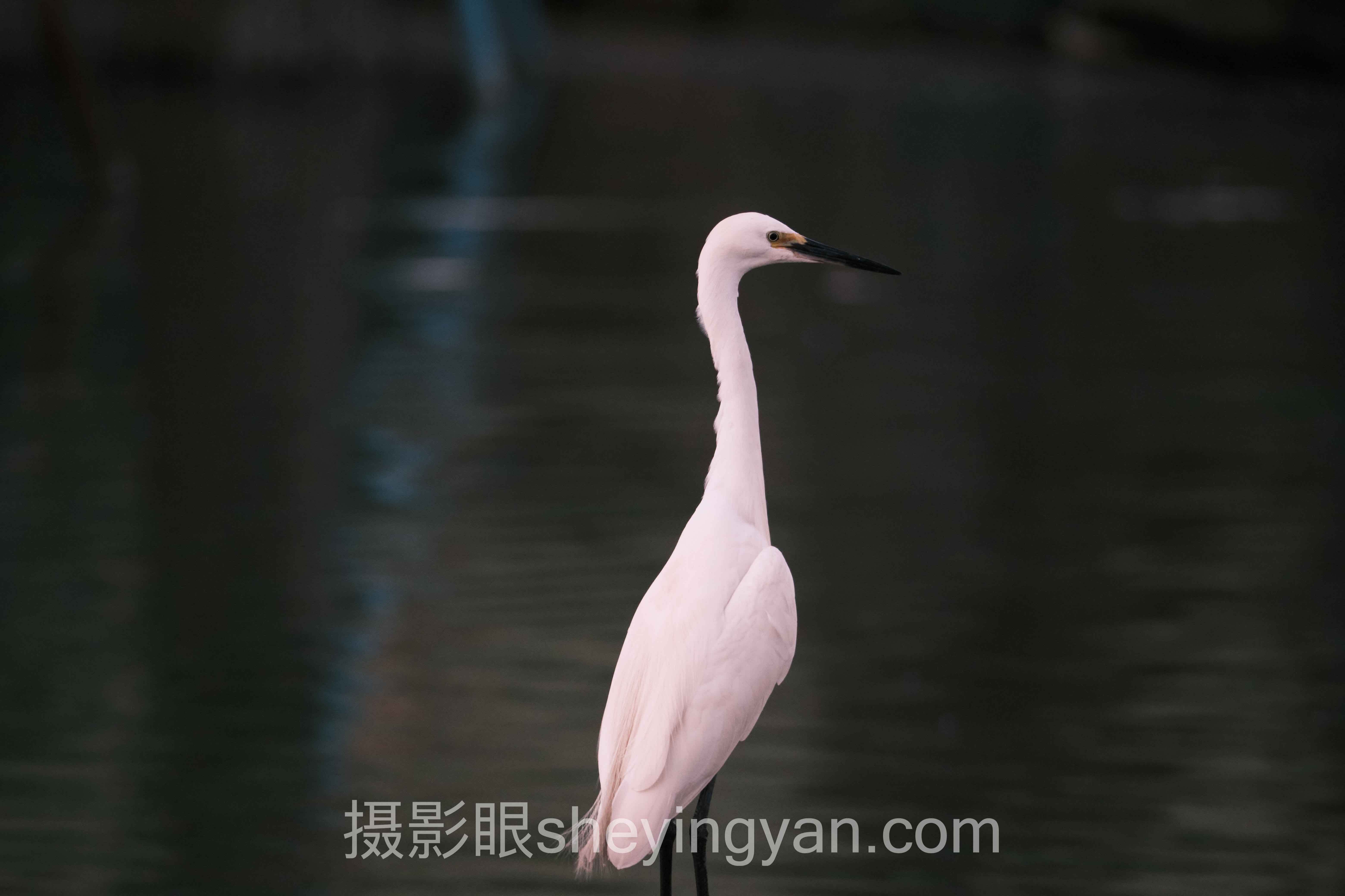 照片选片技巧