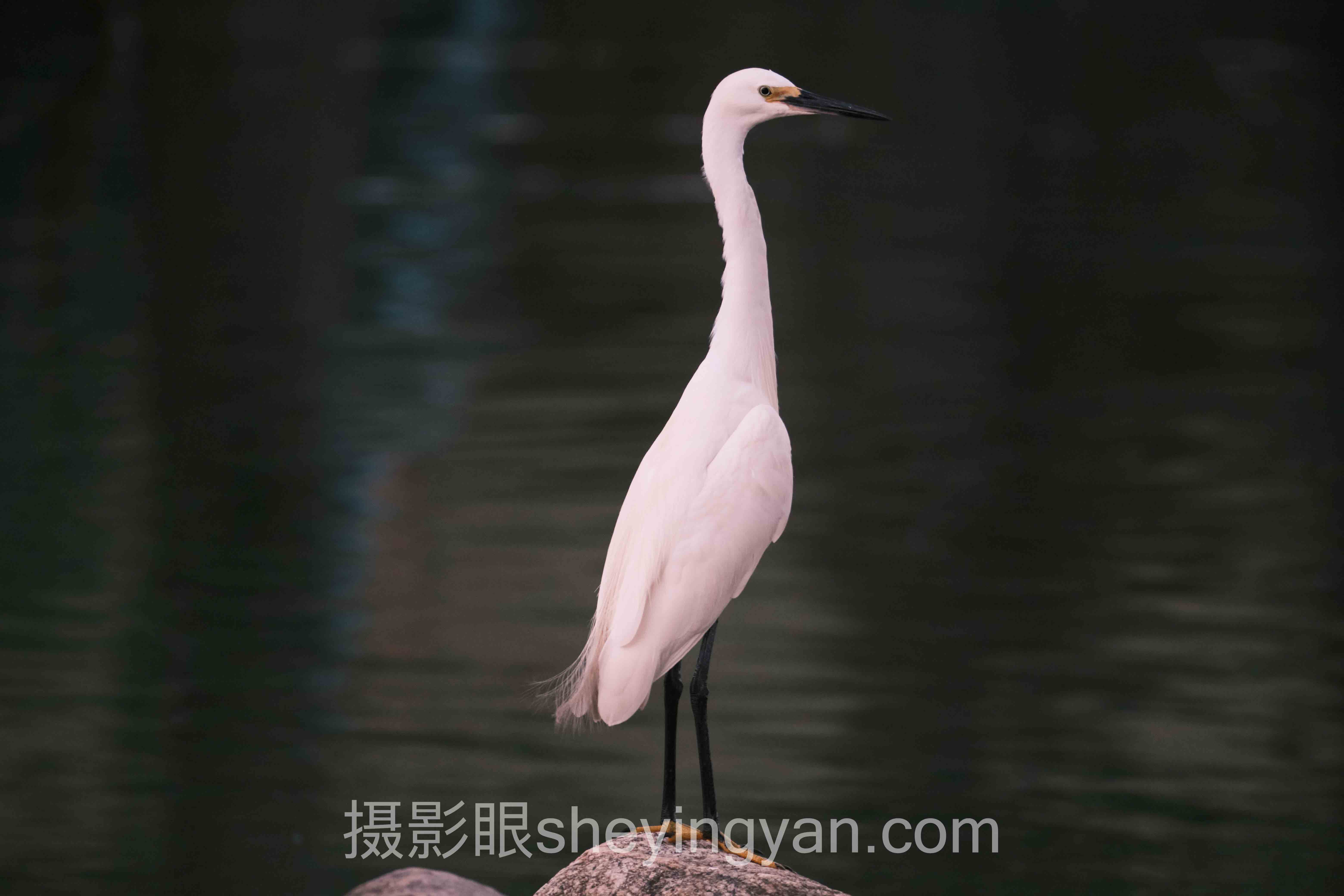 湖泊倒影怎么拍深度分析：现状、挑战与未来趋势