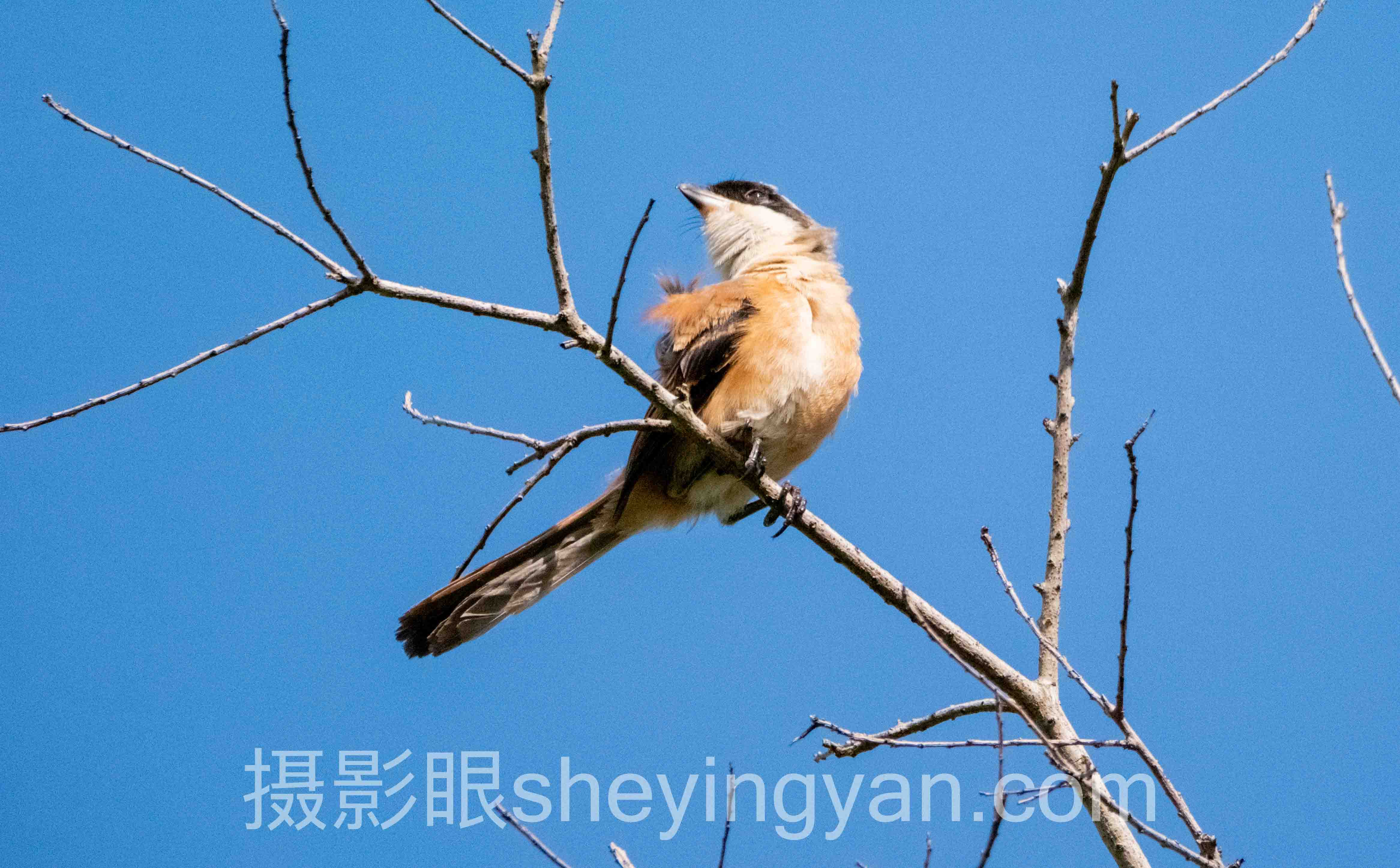 照片评分系统怎么用
