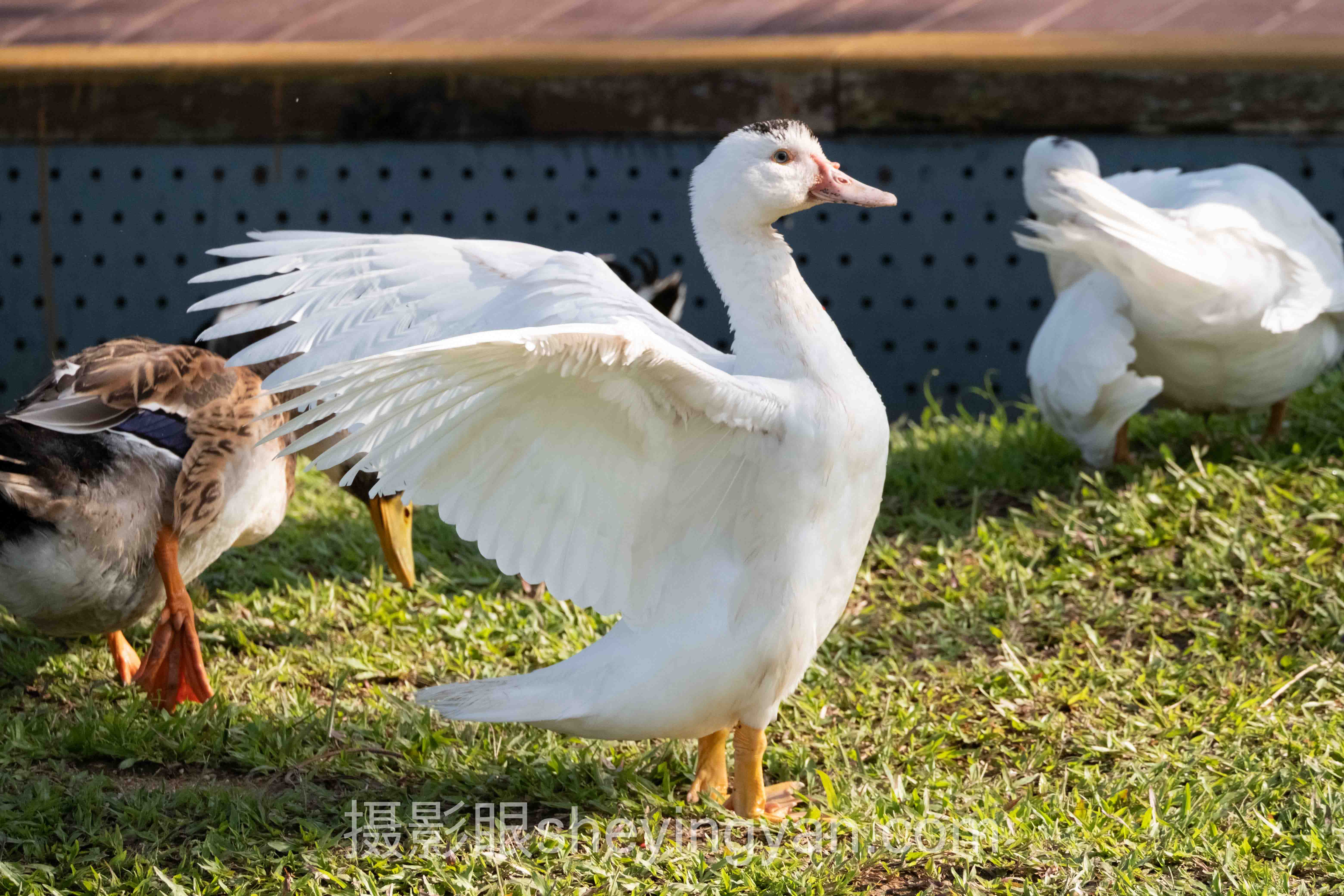 深度解析：9块9摄影课程的核心问题与答案