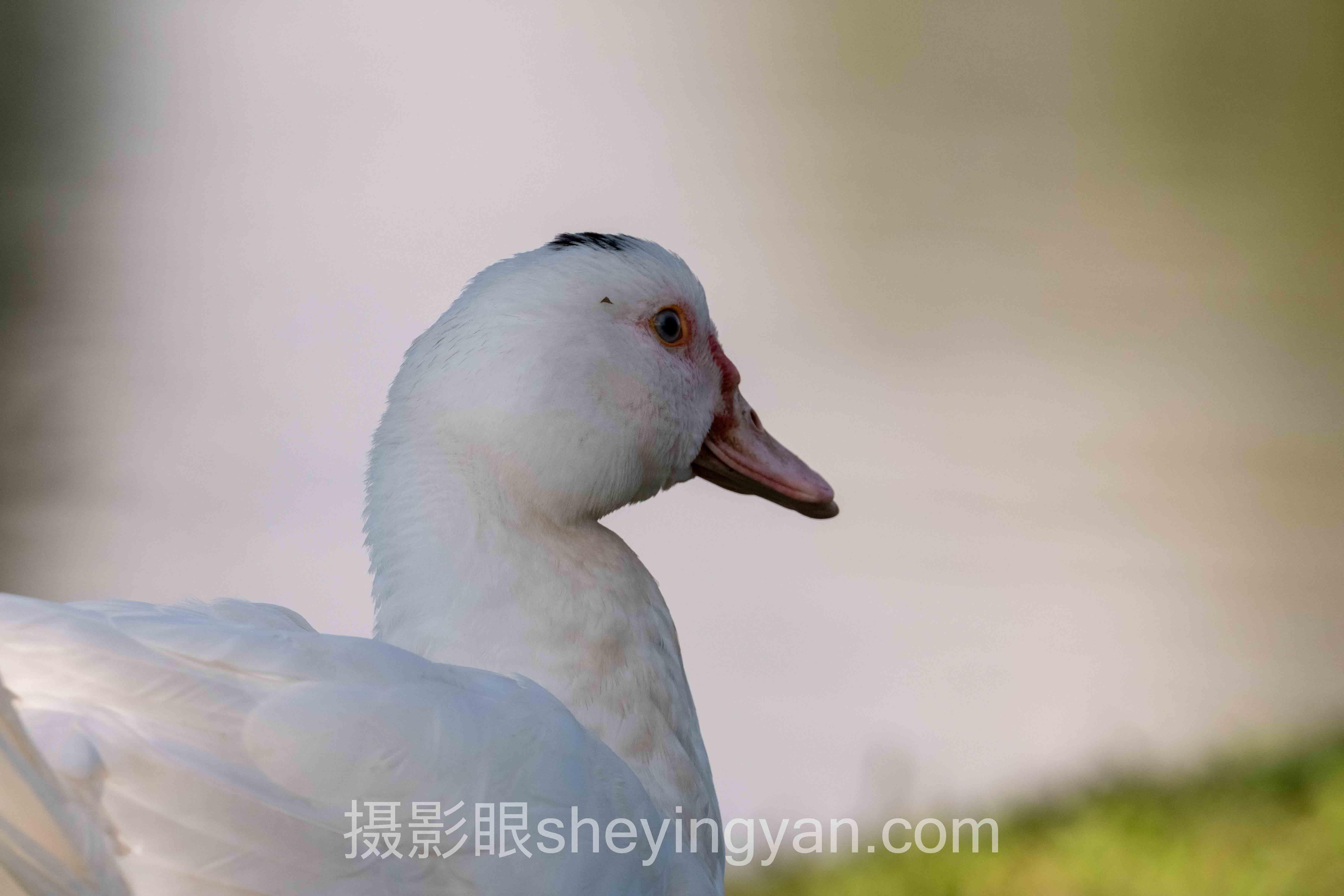测试摄影眼完整指南：从入门到精通的6个步骤