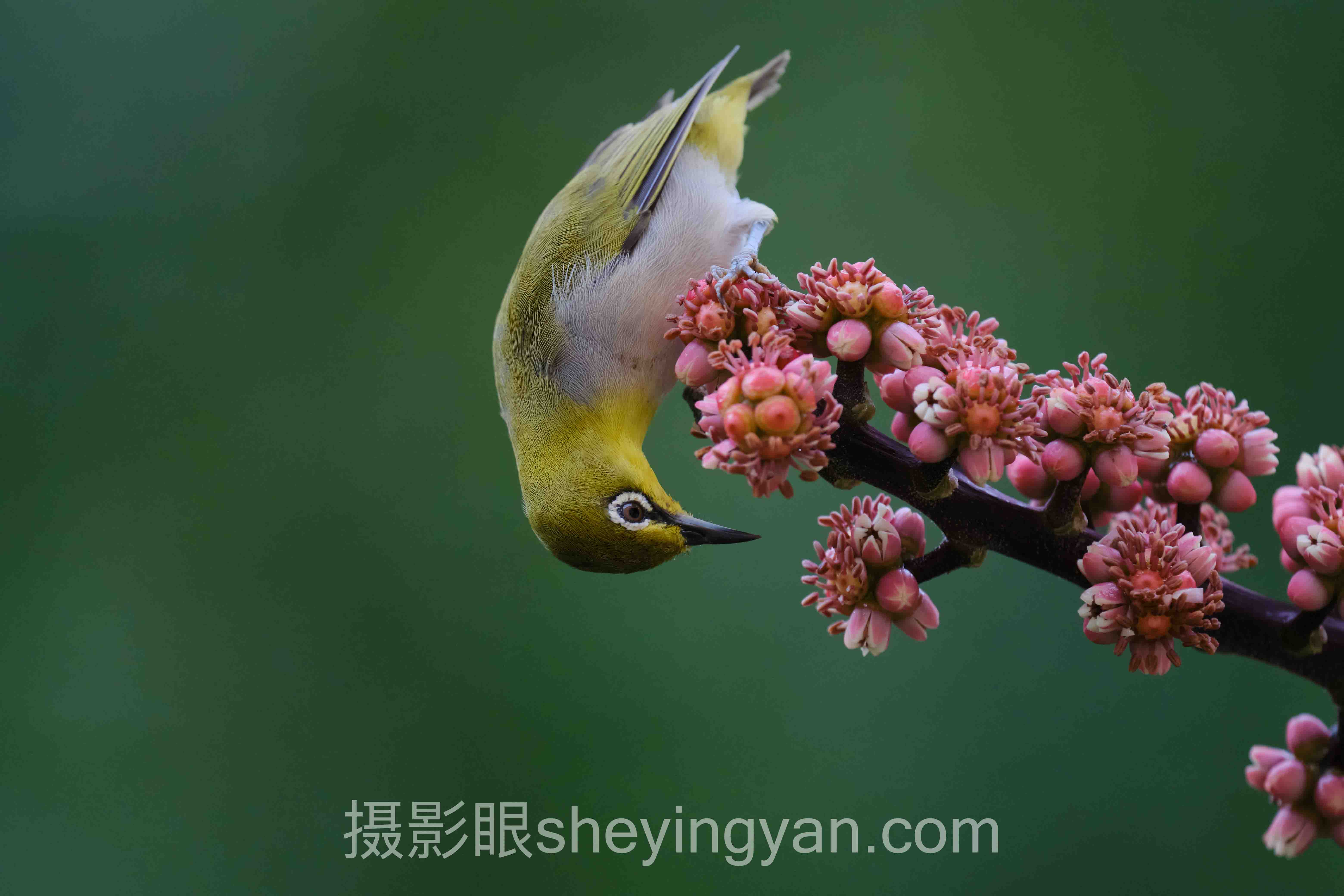 从案例看摄影眼网站入口怎么进：3位摄影师用错入口走了半年弯路的真实拆解
