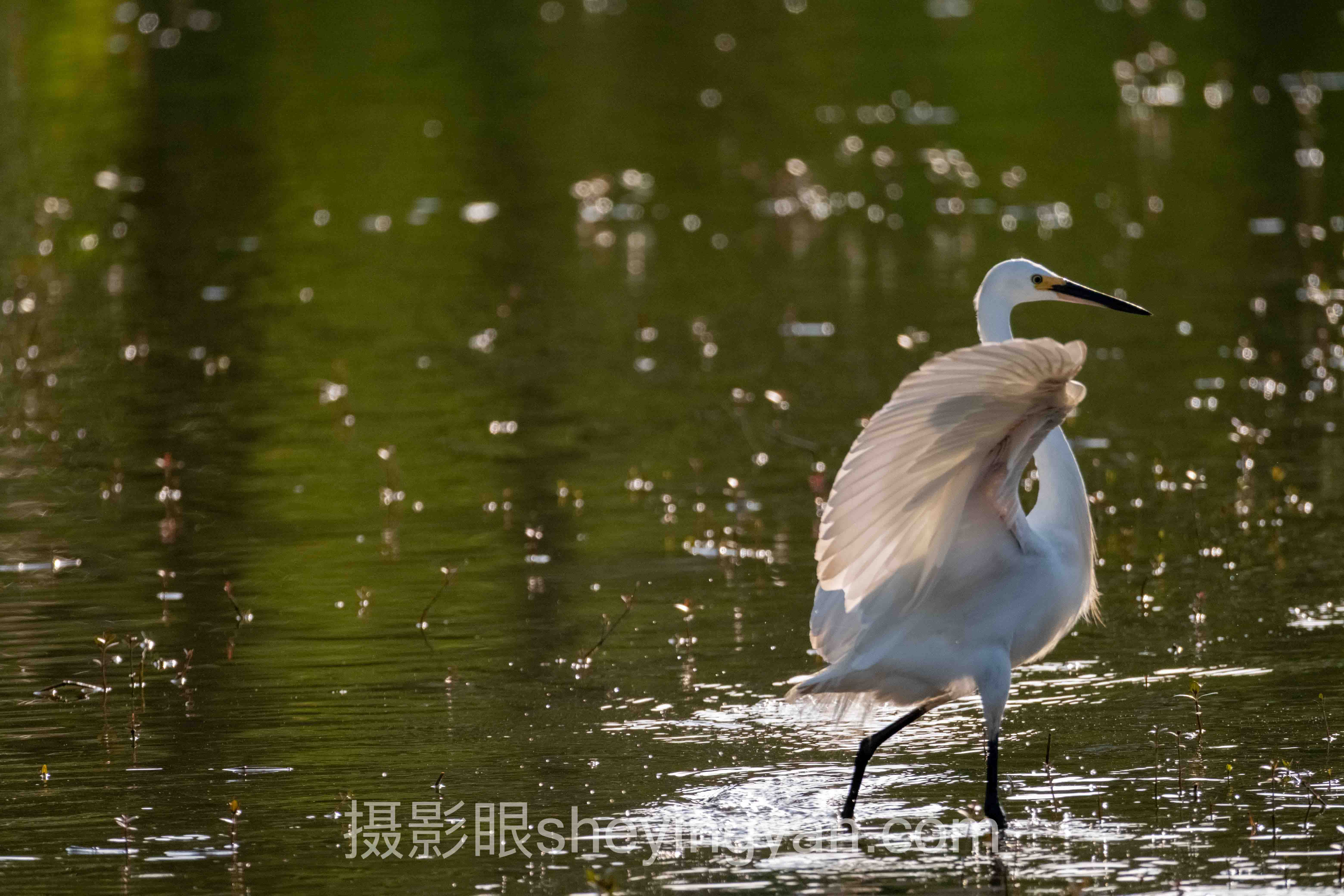 摄影直觉养成过程深度评测：5种照片点评方式全面解析